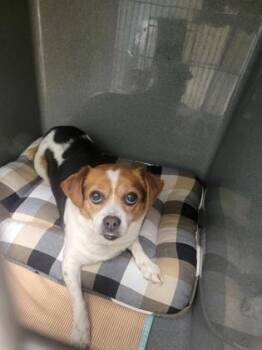 Fantasia -  Dachshund and Chihuahua Dog for Adoption in Fishers, Indiana - Fantasia | PetCurious