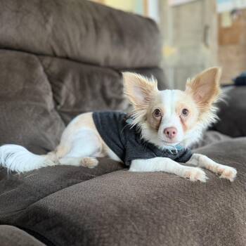 Chihuahua and Mixed Breed Dogs Available for Adoption in Alma, Wisconsin - Bambi | PetCurious