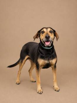 Nipsy -  Hound Dog for Adoption in Statesboro, Georgia - Nipsy | PetCurious