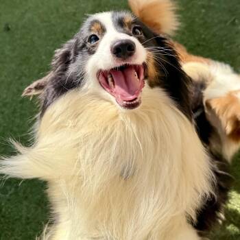 Rescue Shetland Sheepdog Sheltie and Papillon Dogs for Adoption in Rock Hill, South Carolina - Cullen | PetCurious