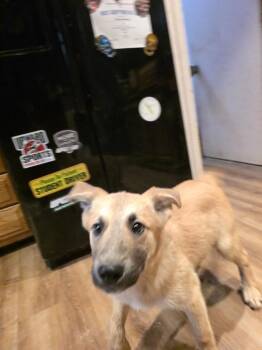 TT : Tanzy -  Labrador Retriever and Shepherd Dog for Adoption in Aurora, Indiana - TT : Tanzy | PetCurious