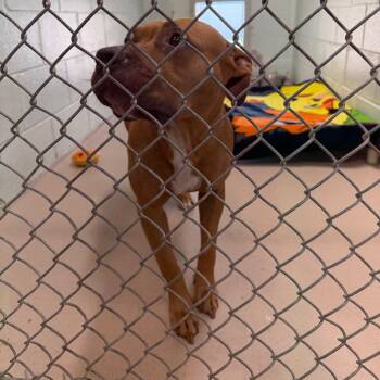 Cali -  Pit Bull Terrier Dog for Adoption in Newark, New Jersey - Cali | PetCurious