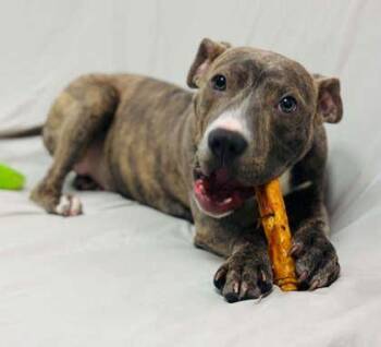 Aitana -  Mixed Breed Dog for Adoption in West Chester, Pennsylvania - Aitana | PetCurious