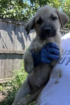 Otis -  Golden Retriever Dog for Adoption in Bull Valley, Illinois - Otis | PetCurious