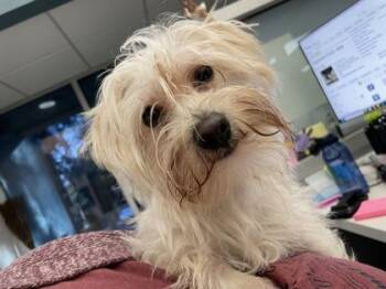 Shih Tzu and Mixed Breed Dogs Available for Adoption - Valentino | PetCurious