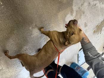 Rescue American Staffordshire Terrier Dogs for Adoption in Lewisburg, Tennessee - Saphire | PetCurious