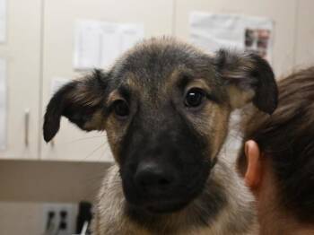 Quimby -  Shepherd Dog for Adoption in Portland, Oregon - Quimby | PetCurious