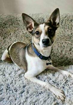 Lacy Mae -  Jack Russell Terrier Dog for Adoption in Littleton, Colorado - Lacy Mae | PetCurious