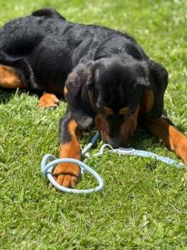 Jetson -  Coonhound Dog for Adoption in Hartford City, Indiana - Jetson | PetCurious