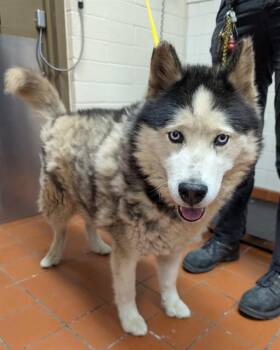AUSSIE -  Siberian Husky Dog for Adoption in Camarillo, California - AUSSIE | PetCurious