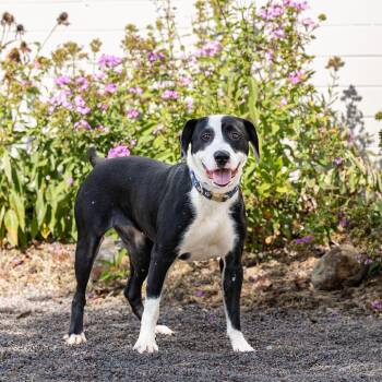 Rescue Mixed Breed Dogs for Adoption in Council Bluffs, Iowa - Justice | PetCurious