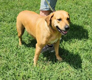 Rescue Goldador and Hound Dogs for Adoption in Sylacauga, Alabama - Gurl | PetCurious