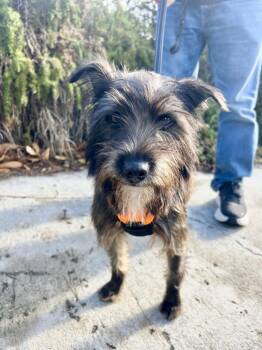 June -  Terrier and Affenpinscher Dog for Adoption in San Diego, California - June | PetCurious