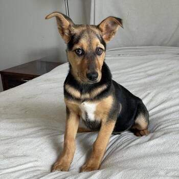 Darling Daisy -  German Shepherd Dog and Labrador Retriever Dog for Adoption in Burlington, North Carolina - Darling Daisy | PetCurious