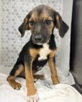 Tinky -  Hound and Mixed Breed Dog for Adoption in Largo, Florida - Tinky | PetCurious