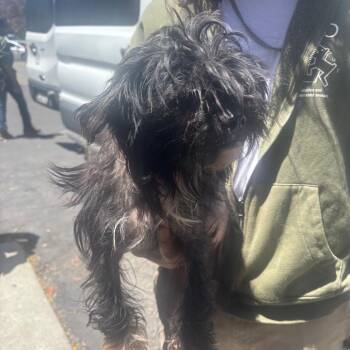 MITSY -  Miniature Poodle Dog for Adoption in Richmond, California - MITSY | PetCurious