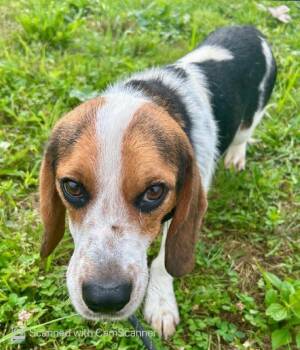 Chester -  Beagle and Foxhound Dog for Adoption in Aurora, Illinois - Chester | PetCurious