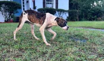 Ragnar -  Boxer and Mixed Breed Dog for Adoption in Savannah, Georgia - Ragnar | PetCurious
