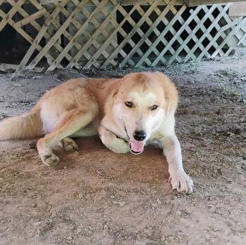 Rescue Labrador Retriever and Husky Dogs for Adoption in Shelby County, Texas - Daisy | PetCurious