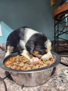 Espresso -  Australian Shepherd and Feist Dog for Adoption in Cosby, Tennessee - Espresso | PetCurious