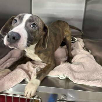 Rescue Mixed Breed Dogs for Adoption in Alma, Michigan - Lucky | PetCurious