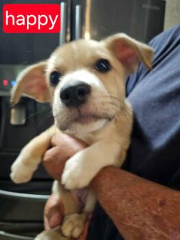 Happy -  Cattle Dog Dog for Adoption in Fort Worth, Texas - Happy | PetCurious