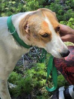 Rufus -  Hound Dog for Adoption in Brewster, New York - Rufus | PetCurious