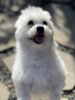Maltipoo Dogs Available for Adoption in Los Angeles, California - Zukey~ Sweet Maltipoo  | PetCurious