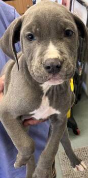 Mixed Breed Dogs Available for Adoption - Cinder 2 Months Male Ava 4/15 | PetCurious