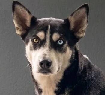 Tully -  Husky and Shepherd Dog for Adoption in Cumming, Georgia - Tully | PetCurious