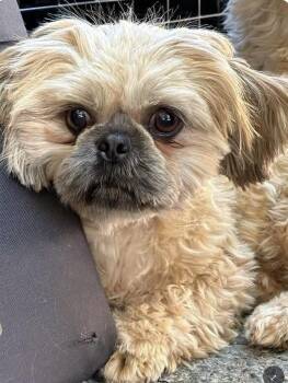 Mogli -  Shih Tzu Dog for Adoption in Larkfield-wikiup, California - Mogli | PetCurious