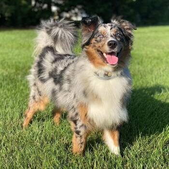 Ellie -  Australian Shepherd Dog for Adoption in Alexandria, Virginia - Ellie | PetCurious
