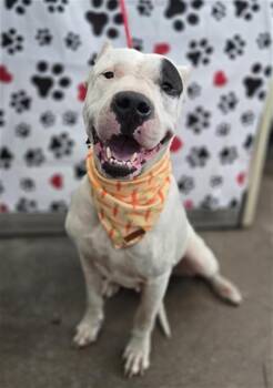 Mixed Breed Dogs Available for Adoption in Dallas, Texas - ZAYNEY | PetCurious