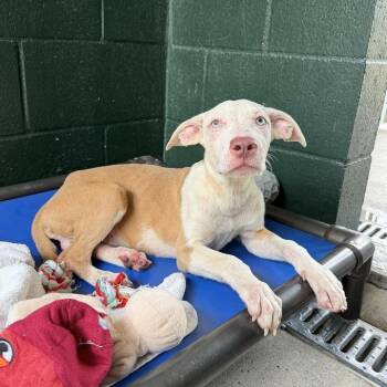 Bazooka -  Terrier and Mixed Breed Dog for Adoption in Carencro, Louisiana - Bazooka | PetCurious