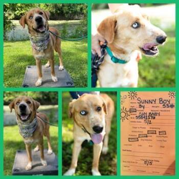 Mixed Breed Dogs Available for Adoption in Sevierville, Tennessee - Sunny Boy | PetCurious