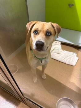 OPTIMUS -  Labrador Retriever and Mixed Breed Dog for Adoption in St. Peters, Missouri - OPTIMUS | PetCurious