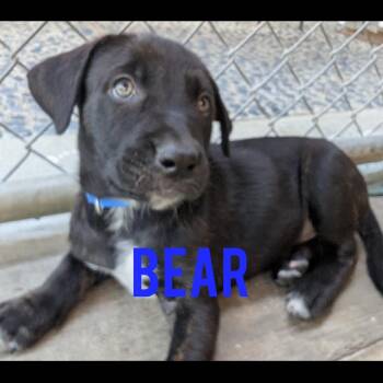 Bear -  Mastiff and Neapolitan Mastiff Dog for Adoption in Hayward, California - Bear | PetCurious