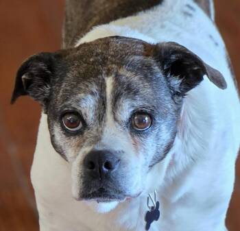 Pug Dogs Available for Adoption in Lisbon, Iowa - Annie | PetCurious