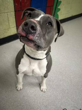 Pit Bull Terrier Dogs Available for Adoption in Indianapolis, Indiana - ASHE | PetCurious