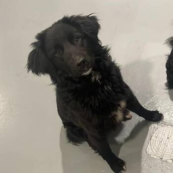 Australian Shepherd Dogs Available for Adoption in Chanute, Kansas - Jesse | PetCurious