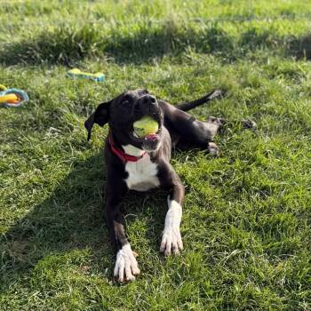 Chance -  Labrador Retriever Dog for Adoption in Fairfax Station, Virginia - Chance | PetCurious
