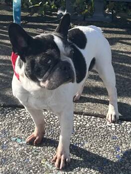 French Bulldog Dogs Available for Adoption - Saffron | PetCurious