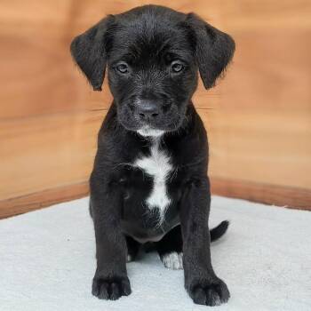 Standard Poodle and Mixed Breed Dogs Available for Adoption in Griswold, Connecticut - Selah | PetCurious