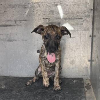 Ladybug -  Pit Bull Terrier Dog for Adoption in Edinburg, Texas - Ladybug | PetCurious