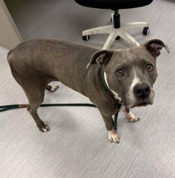 MAGNOLIA -  Pit Bull Terrier and Mixed Breed Dog for Adoption in Colorado Springs, Colorado - MAGNOLIA | PetCurious