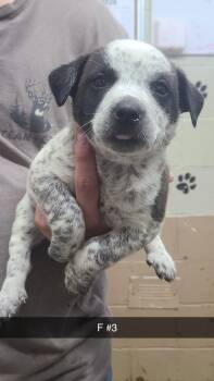 Pit Bull Terrier Dogs Available for Adoption in Swainsboro, Georgia - Meg | PetCurious