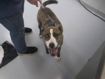 CHAWZ -  Siberian Husky and Mixed Breed Dog for Adoption in Ocala, Florida - CHAWZ | PetCurious