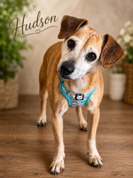 Hudson -  Chihuahua Dog for Adoption in Dalton, Georgia - Hudson | PetCurious