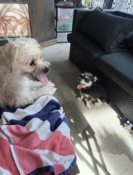 Dolly & Randy -  Maltese and Shih Tzu Dog for Adoption in Port St. Lucie, Florida - Dolly & Randy | PetCurious