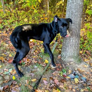 Black Labrador Retriever and Mixed Breed Dogs Available for Adoption in Lyndhurst, Virginia - Roscoe | PetCurious